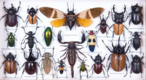 pinning entomological specimens