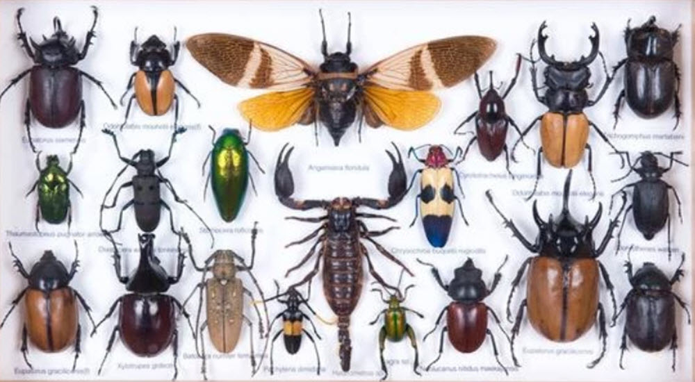 pinning entomological specimens