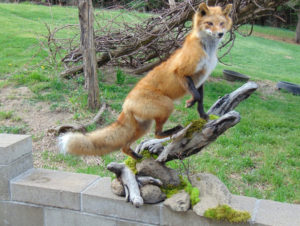 taxiderny fox